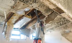 Why You Should Choose Our Mold Remediation Services in Big Sky, MT